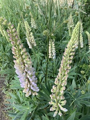 Lupinus oreganus