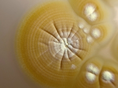 Pseudogymnoascus appendiculatus