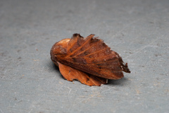 Phyllodesma americana