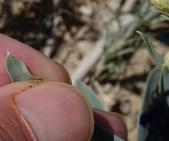 Penstemon angustifolius caudatus