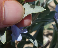 Penstemon angustifolius caudatus