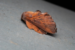 Phyllodesma americana