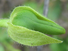 Thunbergia neglecta