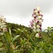 Calathea: Herkunft und Verwendung — foto 2
