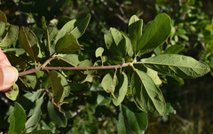 Terminalia platyptera
