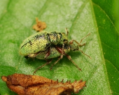 Phyllobius argentatus