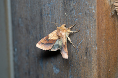 Pyrrhia