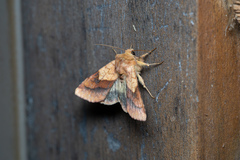 Pyrrhia