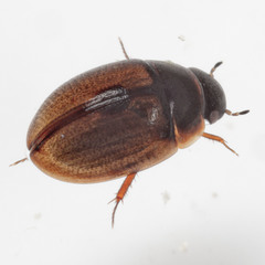 Anacaena limbata