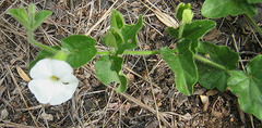 Thunbergia neglecta