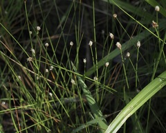 Eleocharis tenuis