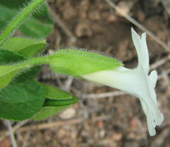 Thunbergia neglecta