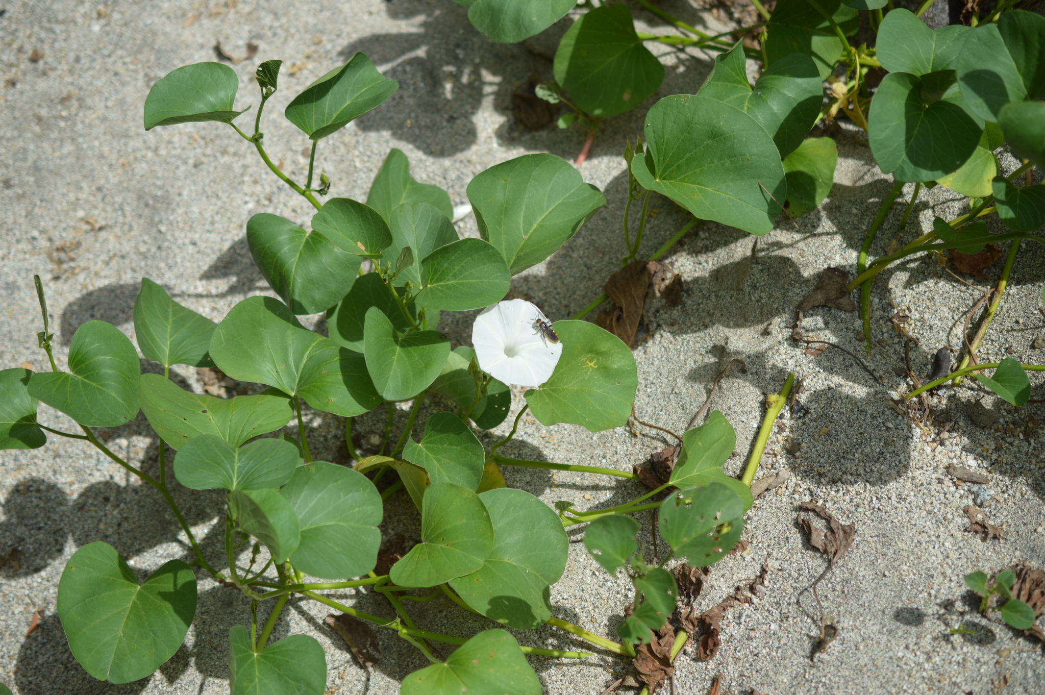 Ipomoea asarifolia image