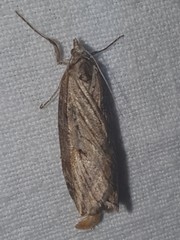 Chesias isabella