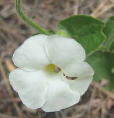 Thunbergia neglecta