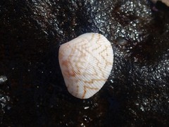 Chioneryx cardioides