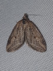 Chesias isabella