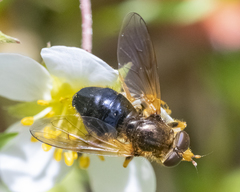 Blera armillata