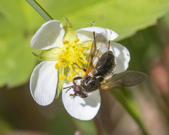 Blera nigra