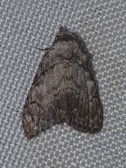 Meganola strigula