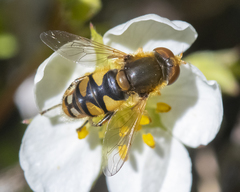 Parhelophilus obsoletus