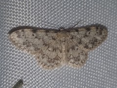 Idaea contiguaria