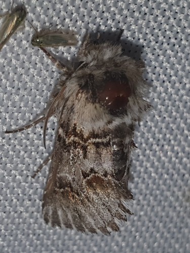 Cleonymia baetica