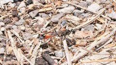 Ammophila cleopatra