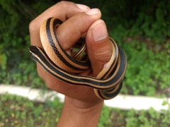 Striped Road Guarder photo 3