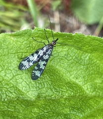 Panorpa carolinensis