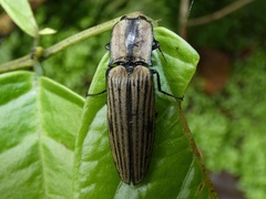 Chalcolepidius silbermanni