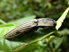 Chalcolepidius silbermanni
