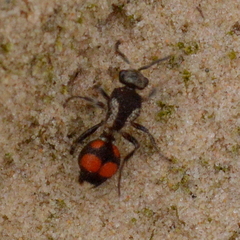 Traumatomutilla ocellaris