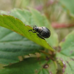 Philopedon plagiatum