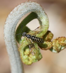 Strongylogaster multicincta