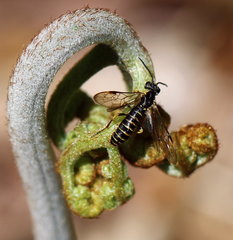 Strongylogaster multicincta