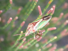Diaphyta