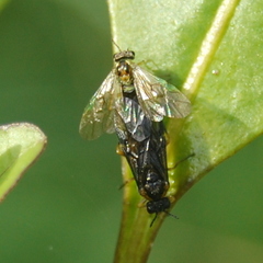 Acordulecerinae