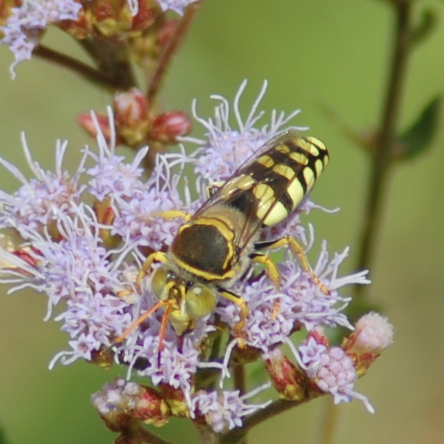Trichostictia guttata