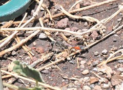 Ammophila cleopatra