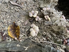 Lycoperdon subincarnatum