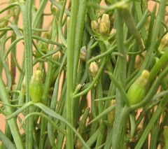 Thesium