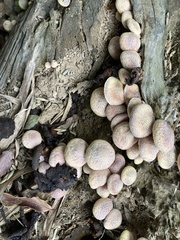 Lycoperdon subincarnatum