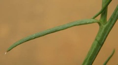 Thesium