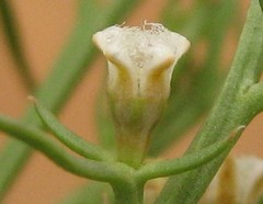 Thesium