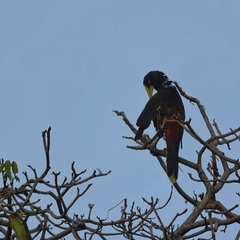 Psarocolius decumanus