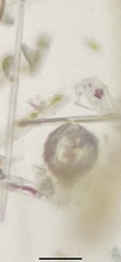 Actinocyclus