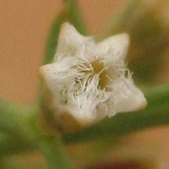 Thesium