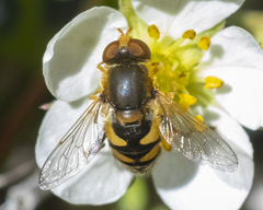 Parhelophilus obsoletus