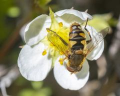 Parhelophilus obsoletus